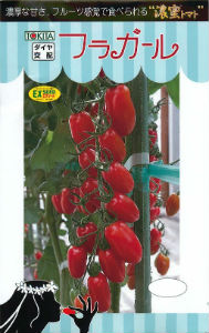 フラガールの写真