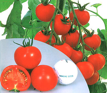 レッドオーレの写真