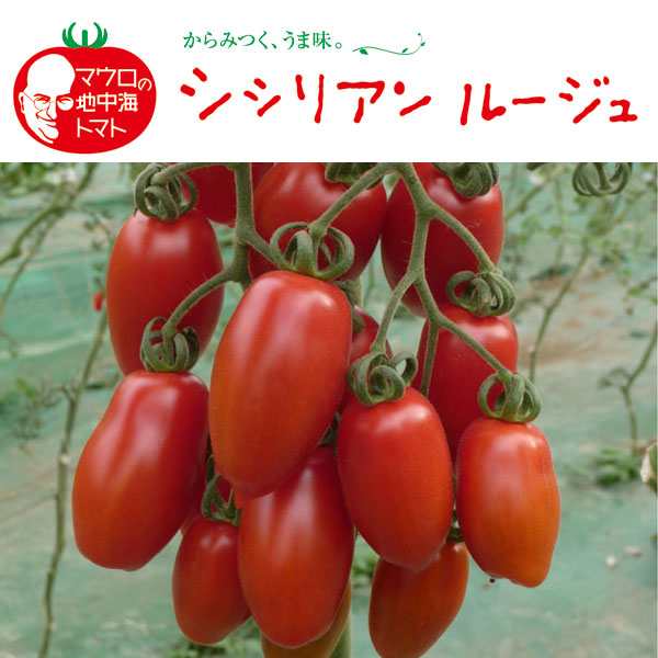 シシリアンルージュの写真